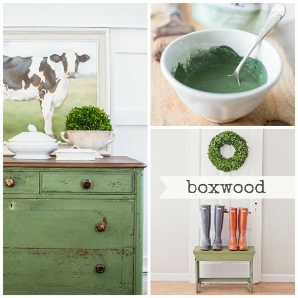 Boxwood